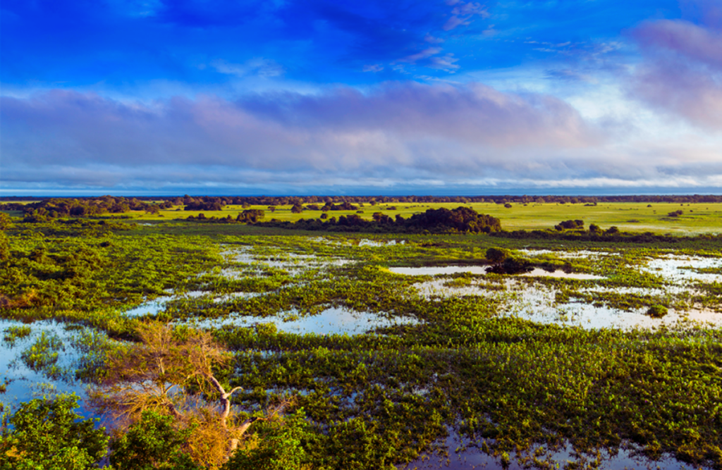 PANTANAL