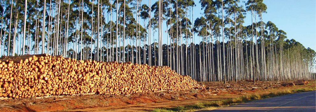 biomassa florestal 1