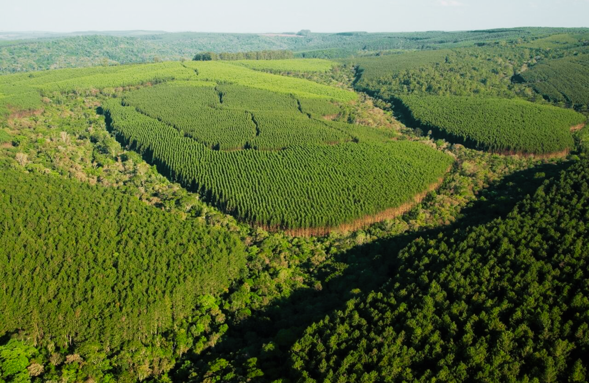 Klabin comprou florestas da arauco no paraná