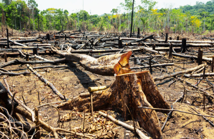 Desmatamento na Amazônia