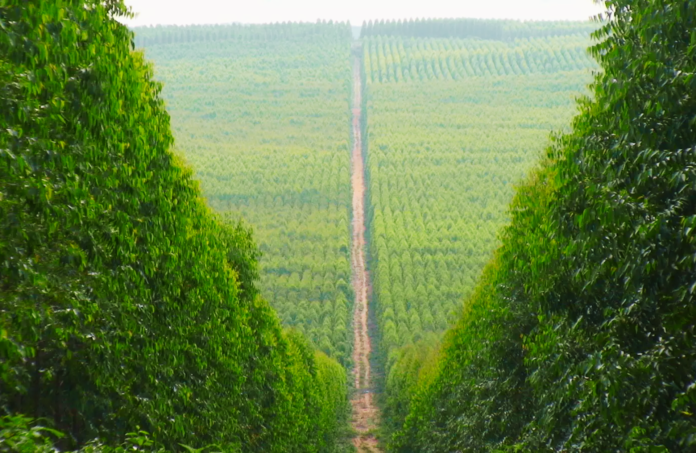 Eucalipto em Mato Grosso do Sul