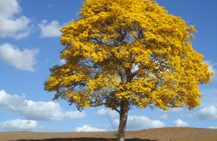 como plantar ipê-amarelo