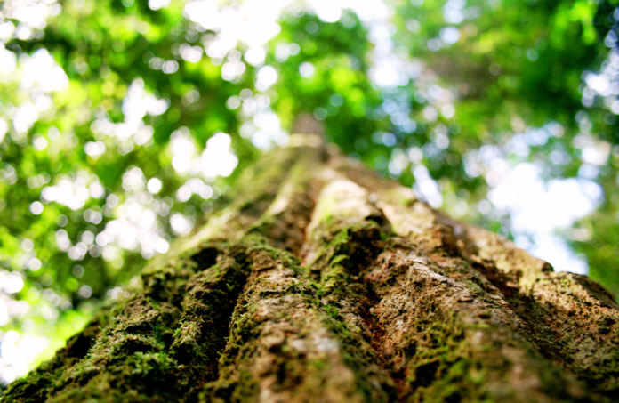 CERTIFICAÇÃO FLORESTAL