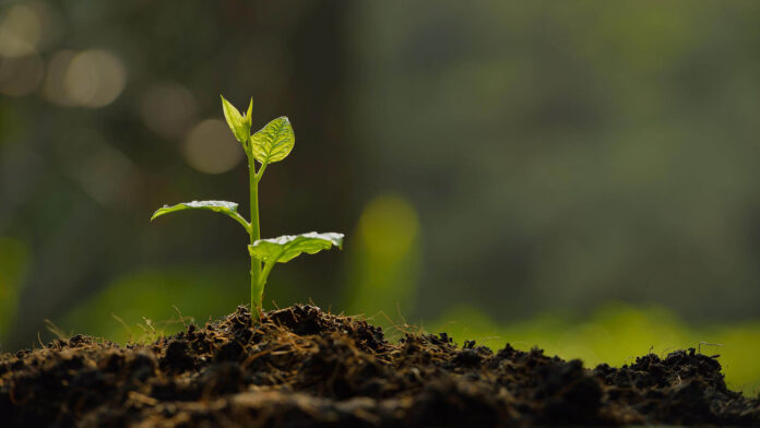 COMO PLANTAR UMA ÁRVORE PREPARO DO SOLO