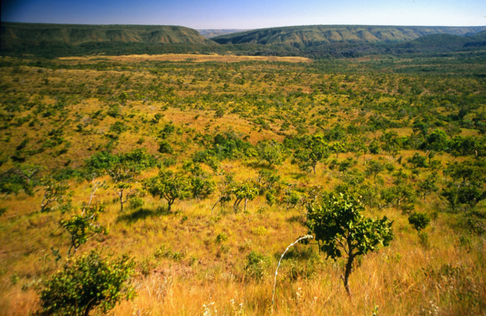 cerrado