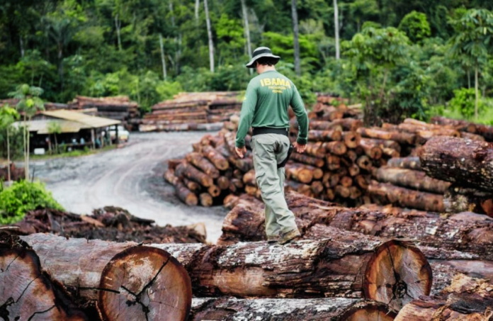 madeireiros na amazonia