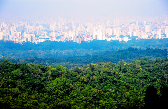 floresta urbana são paulo