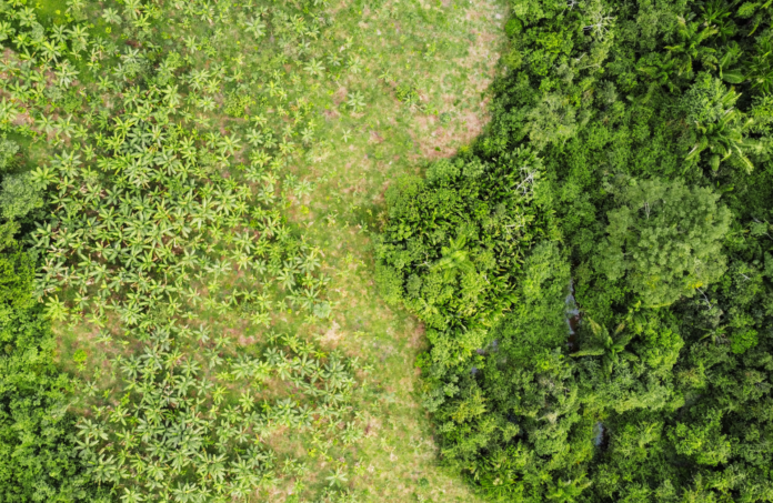 fórum florestal da bahia