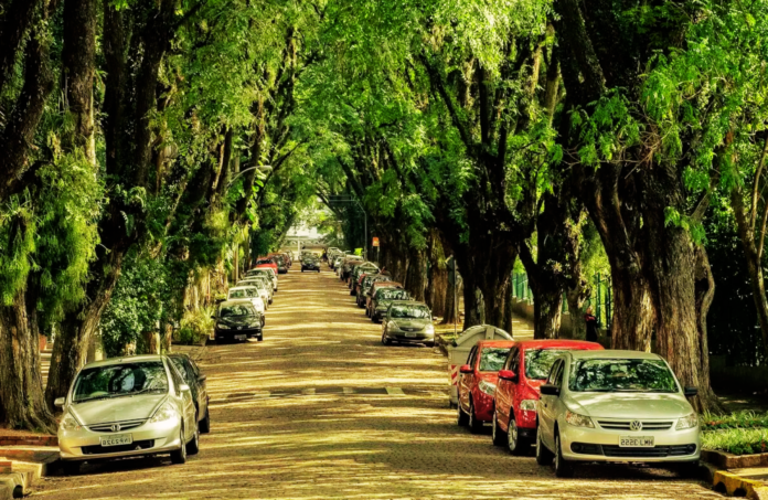 ARBORIZAÇÃO URBANA