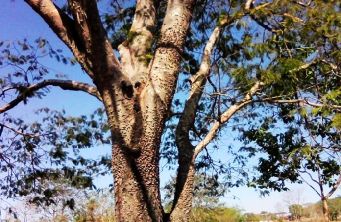 Angico (Piptadenia paniculata) 1