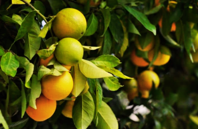 limeira, laranja lima