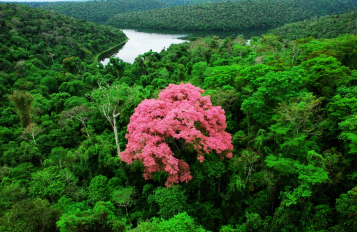 mata atlântica, minas gerais