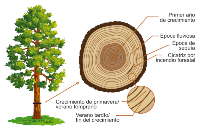 DENDROCRONOLOGIA